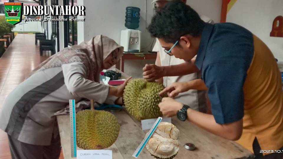 UJI OBSERVASI DURIAN GAJAH LUMPO OLEH TIM BPSB SUMBAR