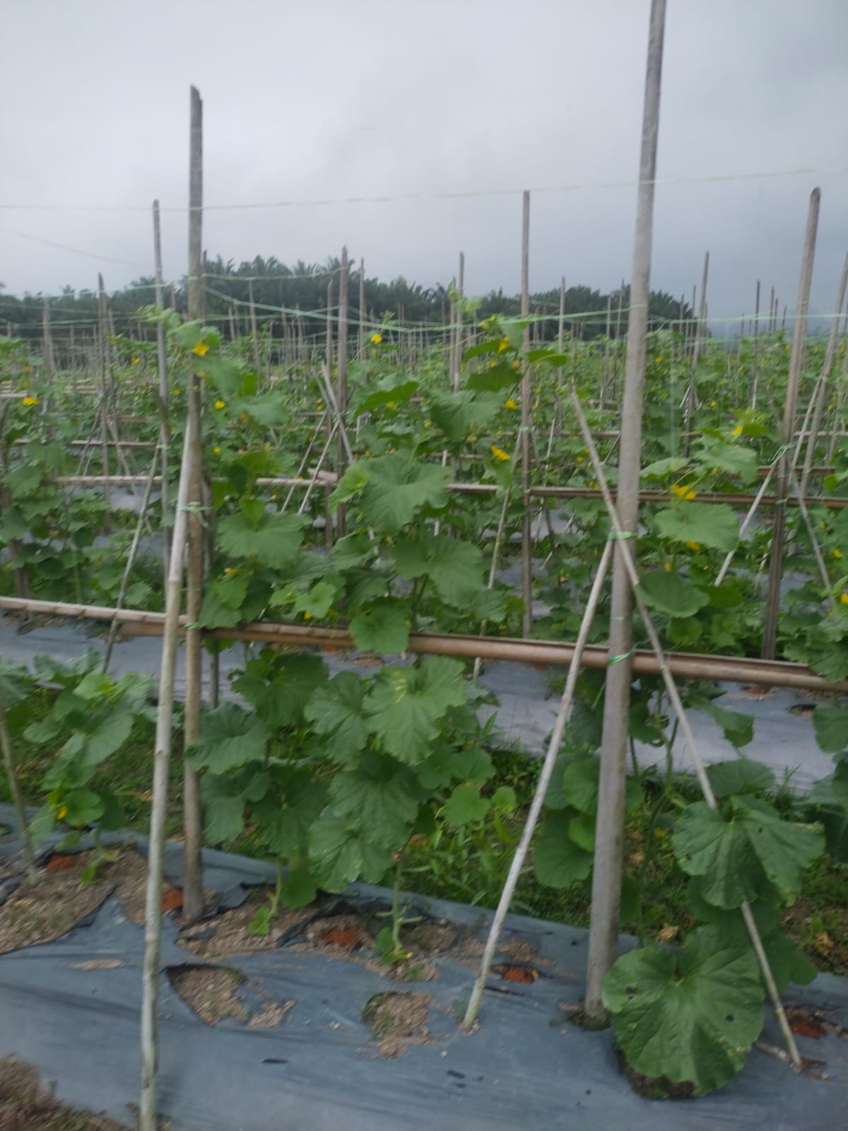 MONITORING DAN EVALUASI OPT PADA TANAMAN MELON