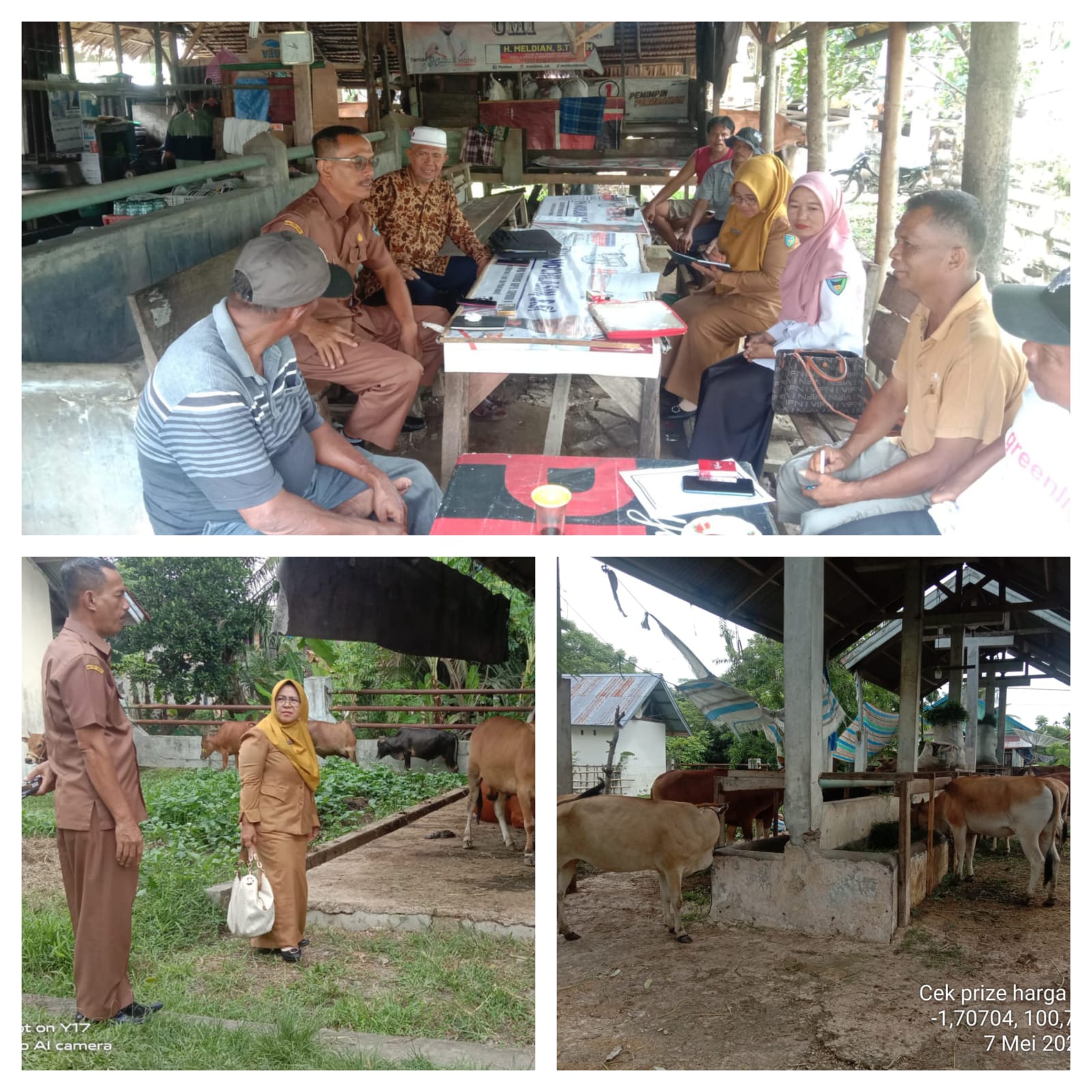 CHECK PRESS HARGA SAPI DI PASAR TERNAK LAKITAN KECAMATAN LENGAYANG