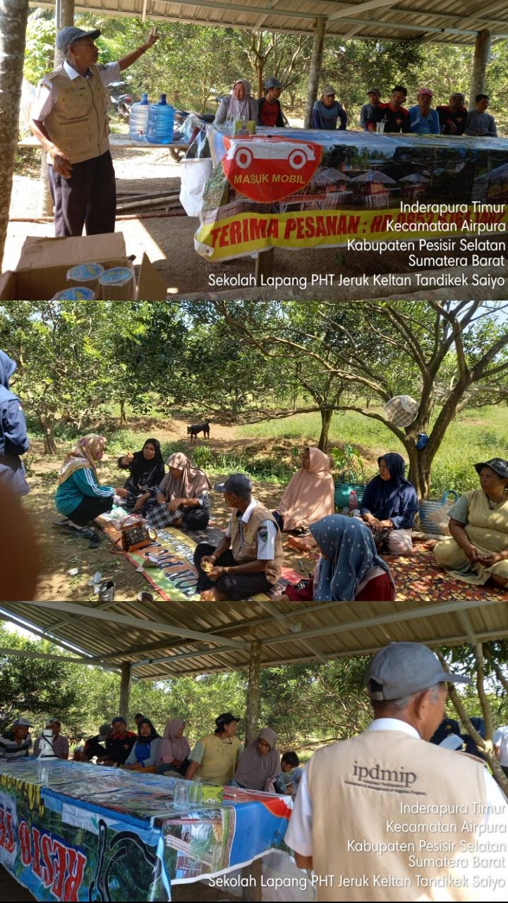 Sekolah Lapang (SL) PHT Jeruk di Poktan Tandikek