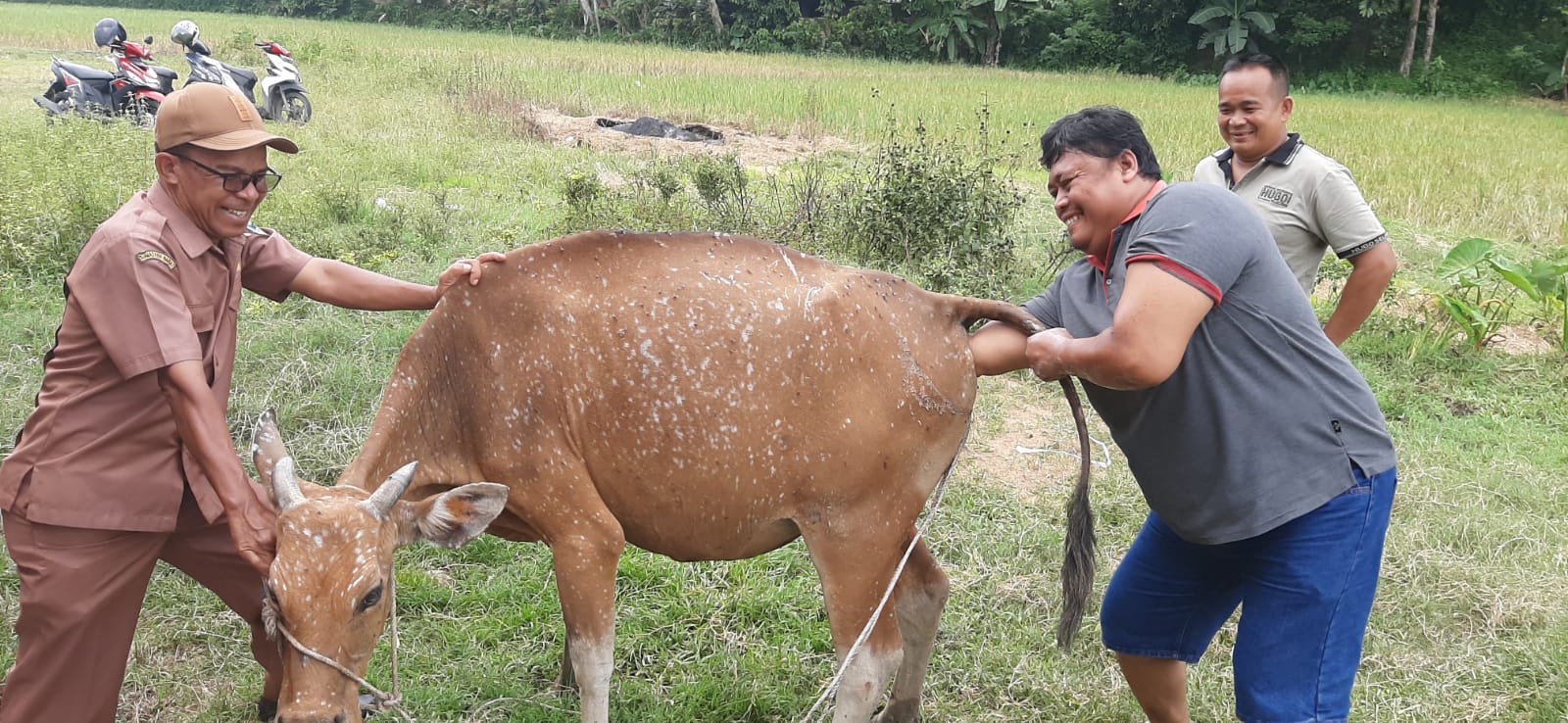 DISTOKIA PADA SAPI MENYULITKAN PROSES PERSALINAN, DIPERLUKAN INTERVENSI CEPAT DARI DOKTER HEWAN ATAU