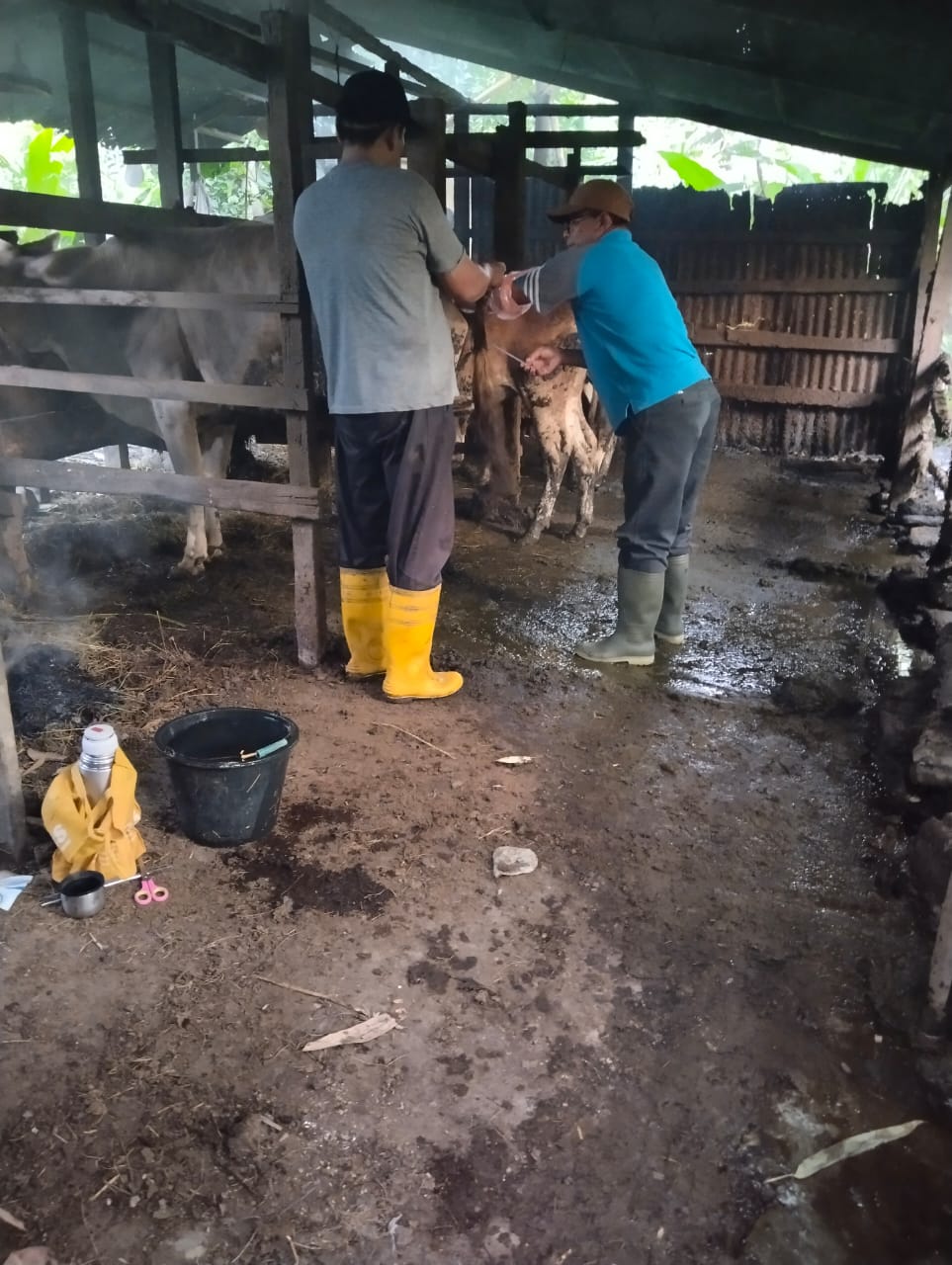 Inseminasi Buatan di Wilayah Puskeswan Painan