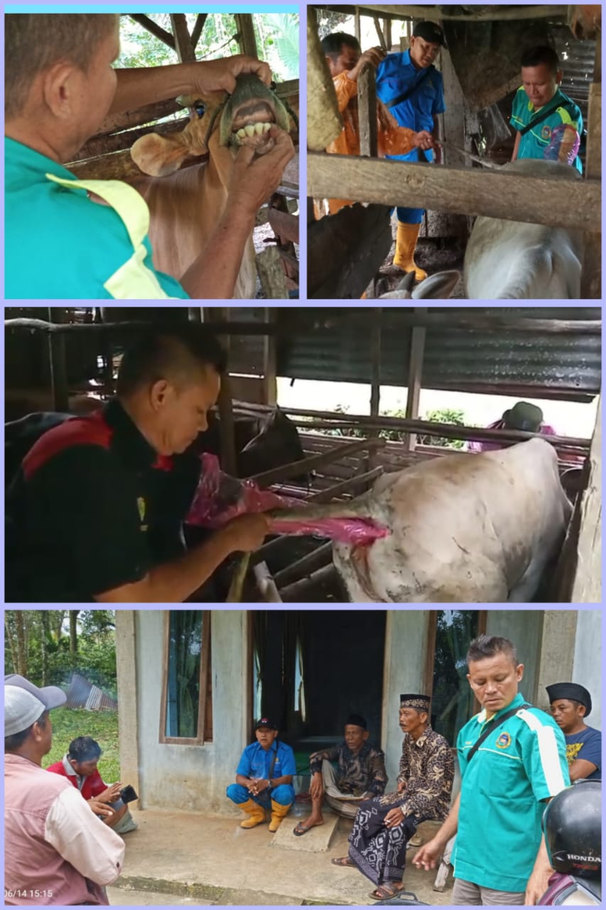 Puskeswan Terpadu Tarusan Melakukan Pemeriksaan Hewan Kurban