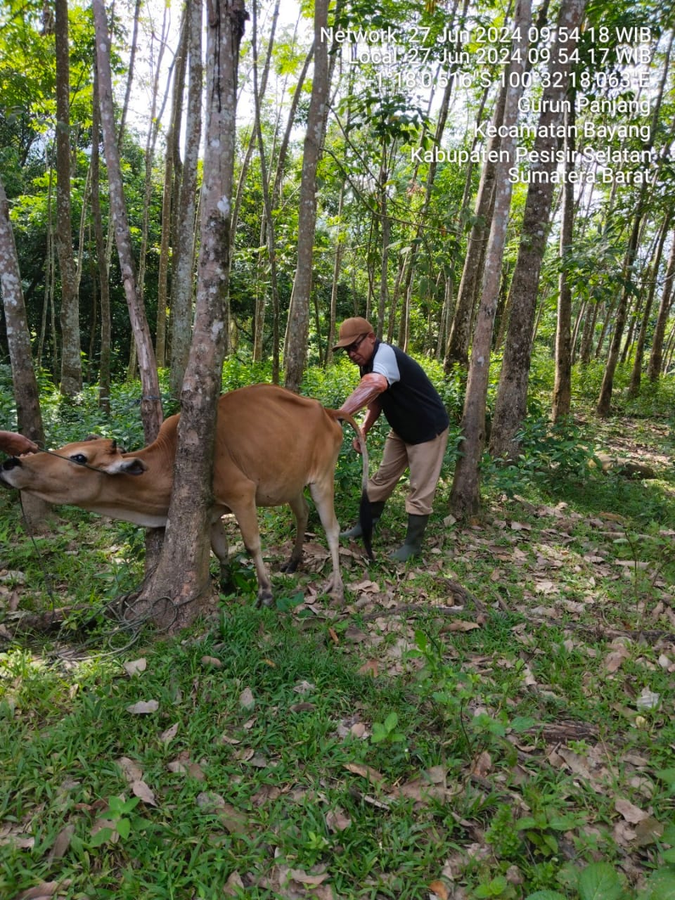 Inseminasi Buatan di Wilayah Puskeswan Painan