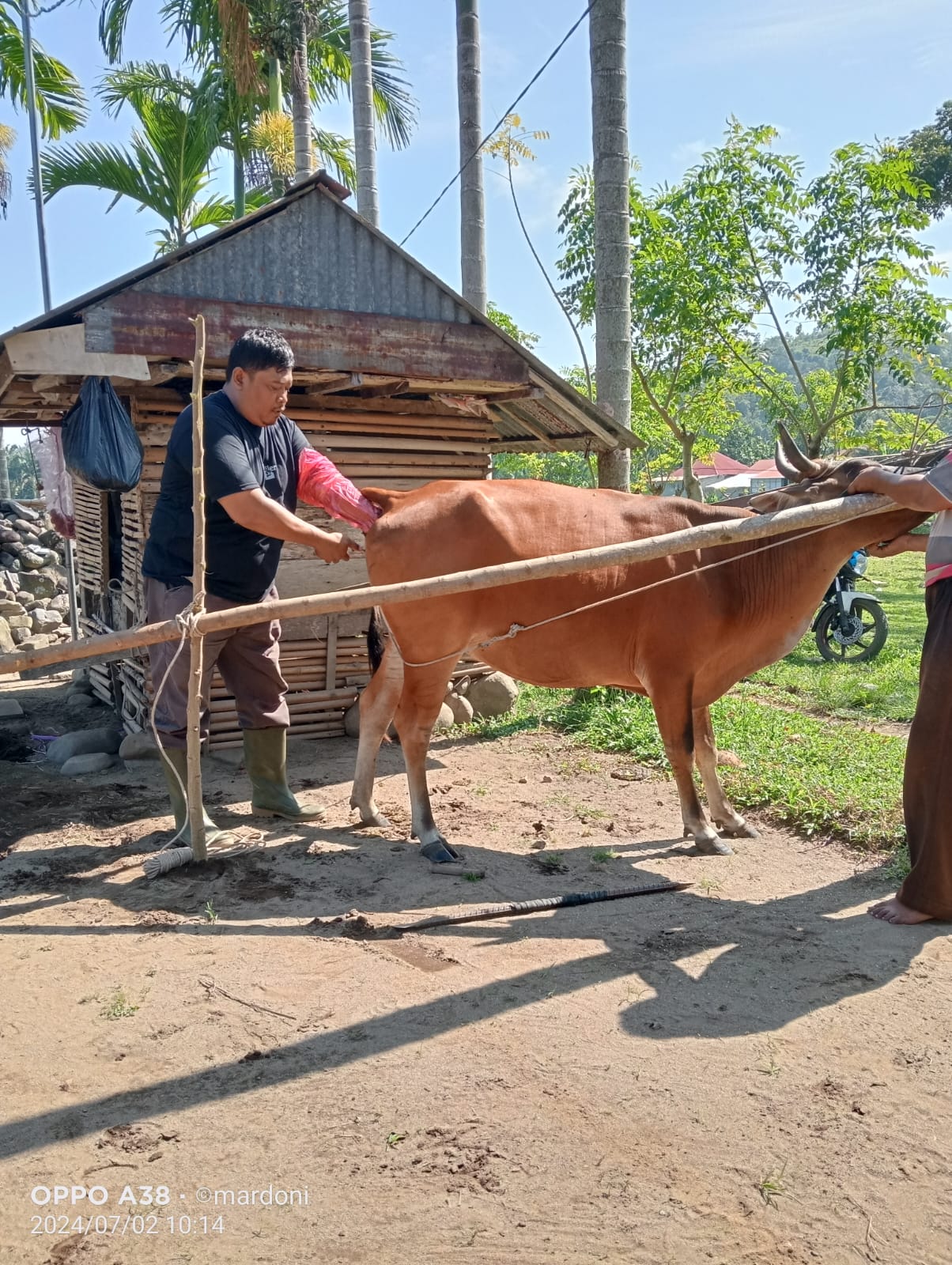 Inseminasi Buatan di Wilayah Puskeswan Painan