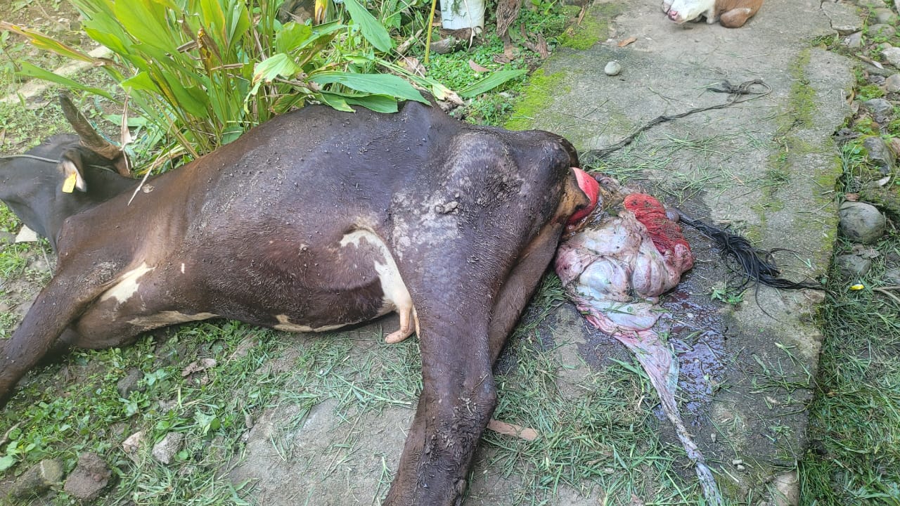 PROLAPSUS UTERI PADA SAPI