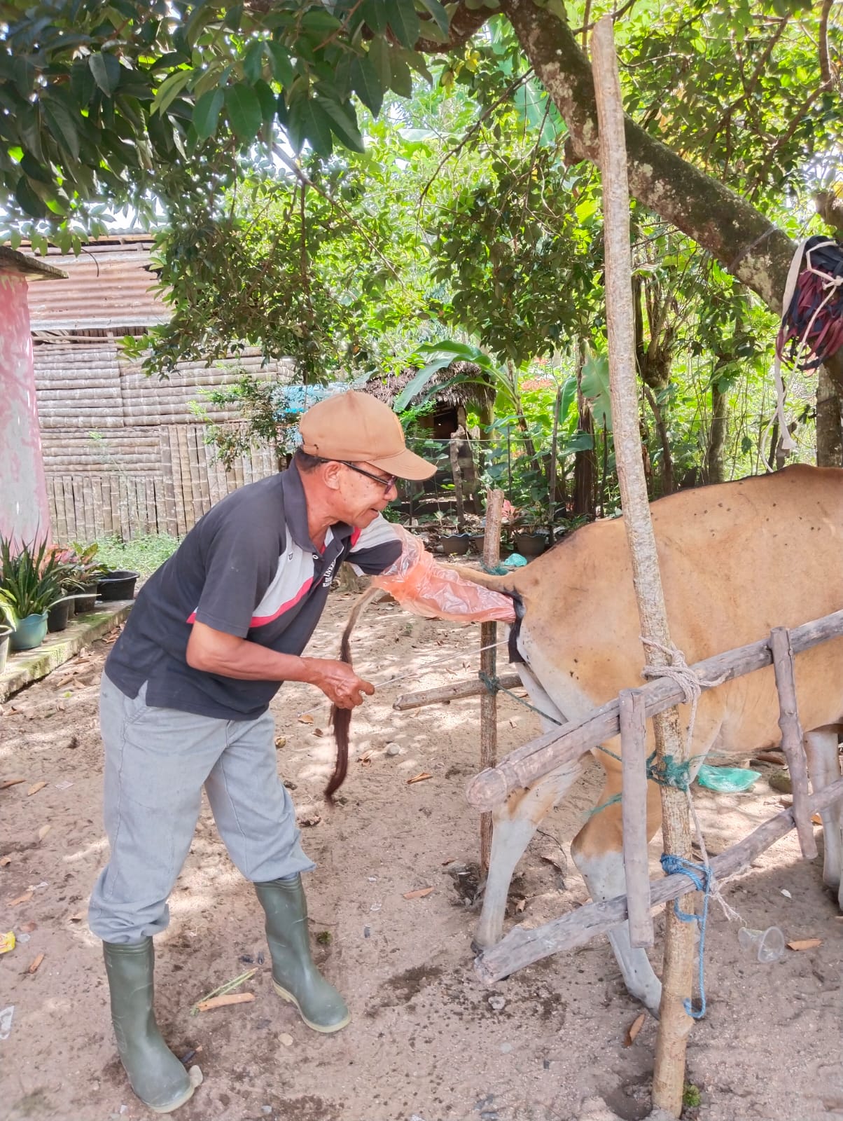 Inseminasi Buatan di Wilayah Puskeswan Painan