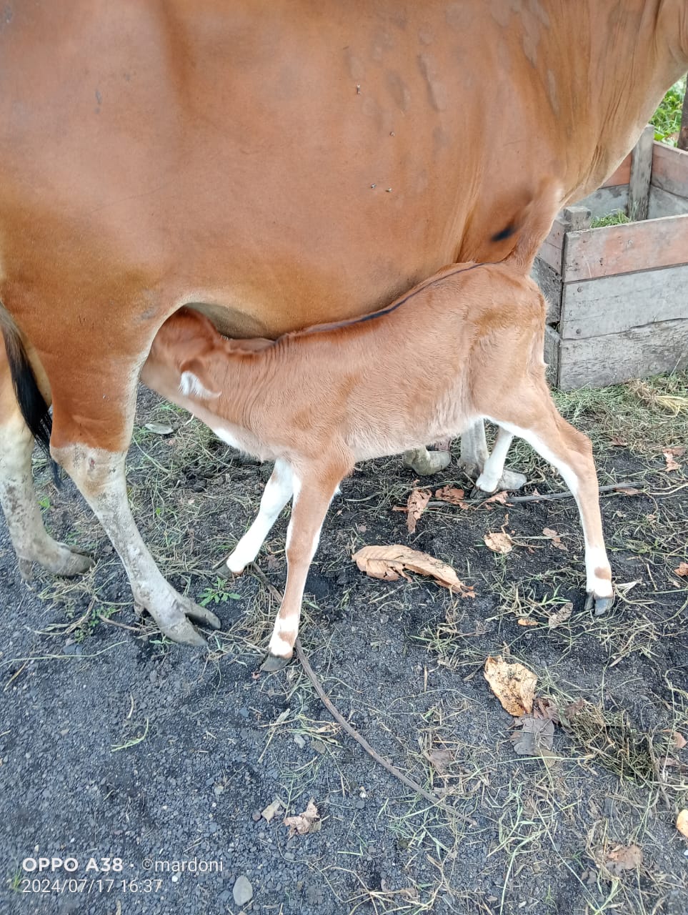 KELAHIRAN SAPI DENGAN METODE PERKAWINAN INSEMINASI BUATAN