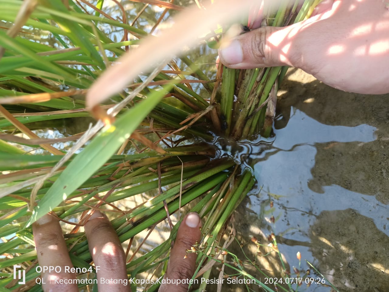 PENGAMATAN OPT DI KELOMPOK TANI CUPAK RAWANG NAGARI TUIK IV KOTO MUDIEK