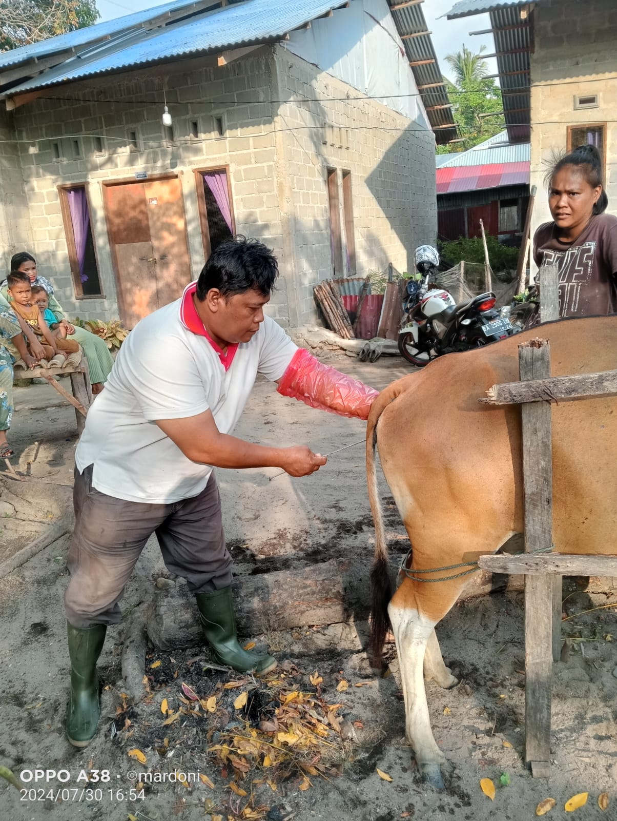 Inseminasi Buatan di Wilayah Puskeswan Painan 
