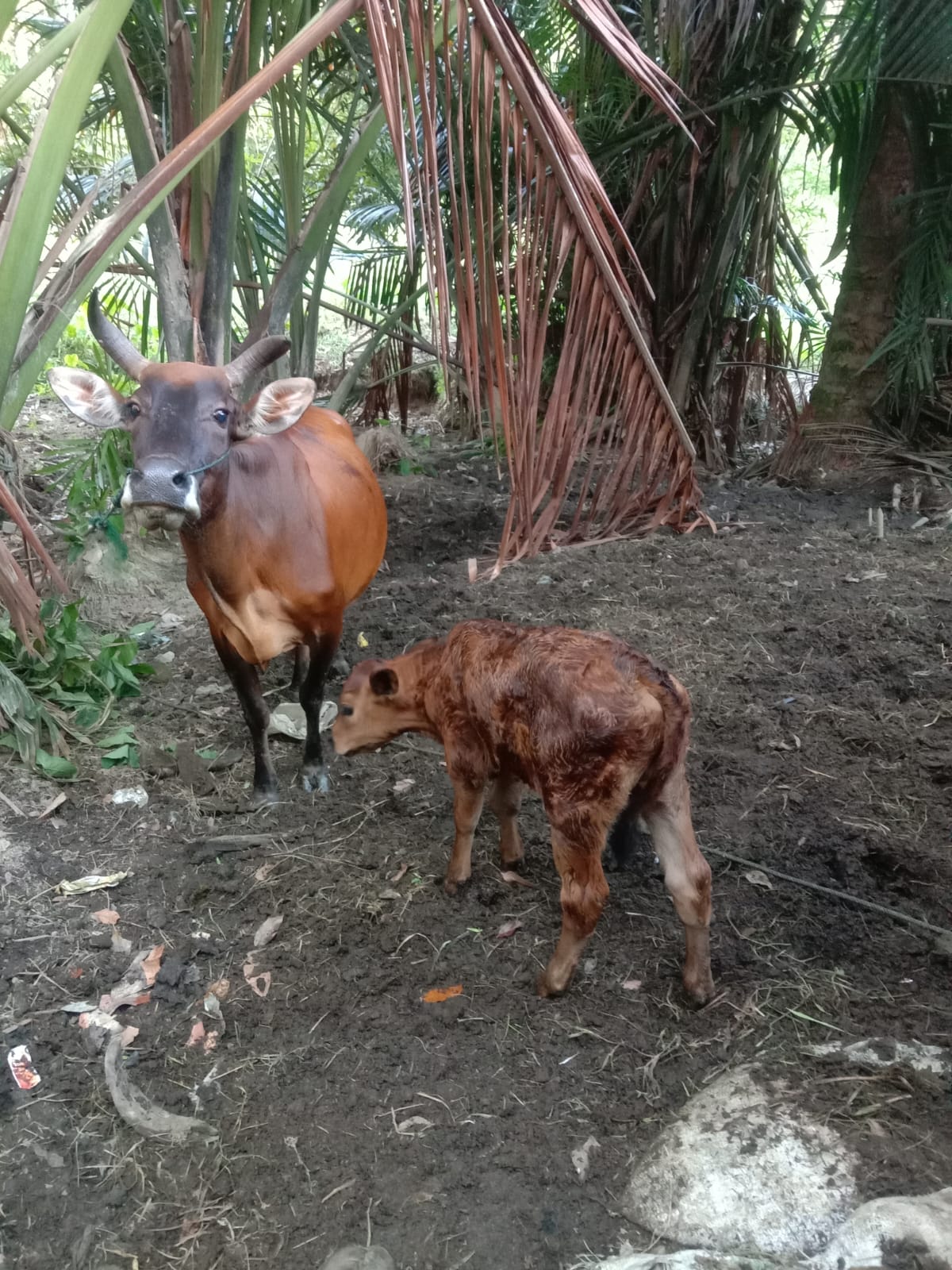 KELAHIRAN SAPI DENGAN METODE PERKAWINAN INSEMINASI BUATAN