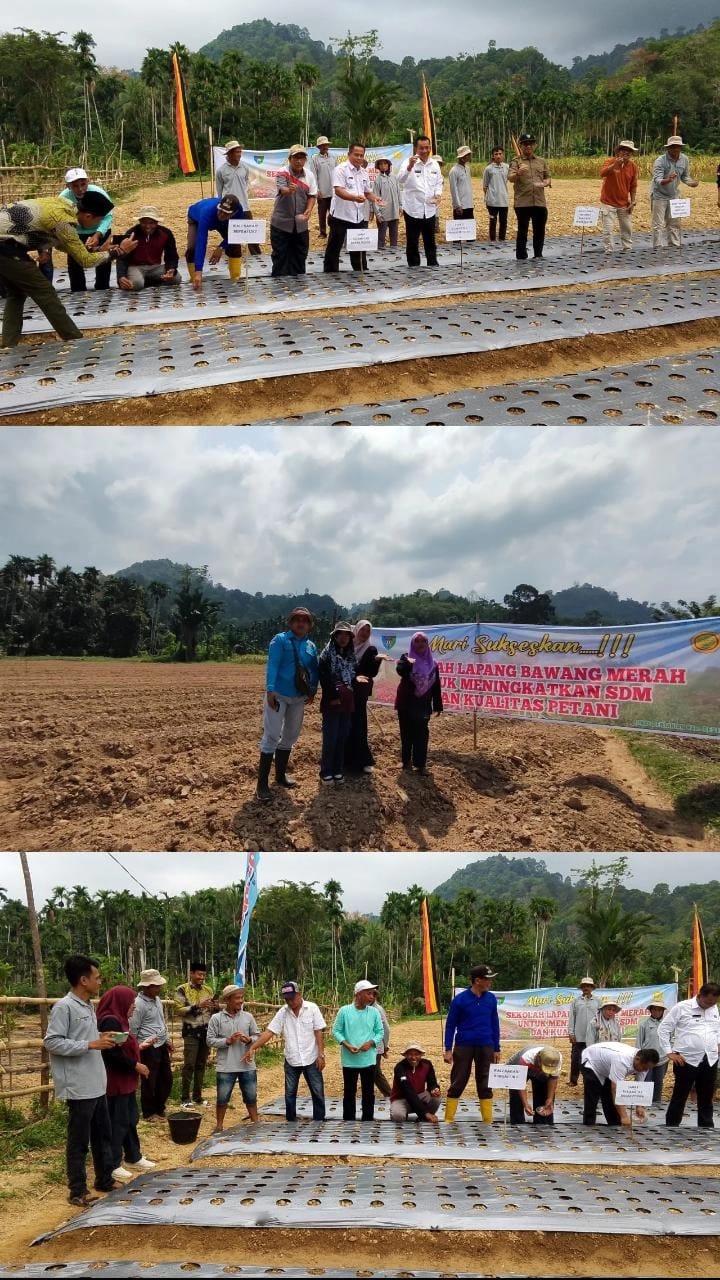 BUPATI PESISIR SELATAN TANAM PERDANA BAWANG MERAH DI KELOMPOK LINJUANG SAIYO KEC. RANAH PESISIR
