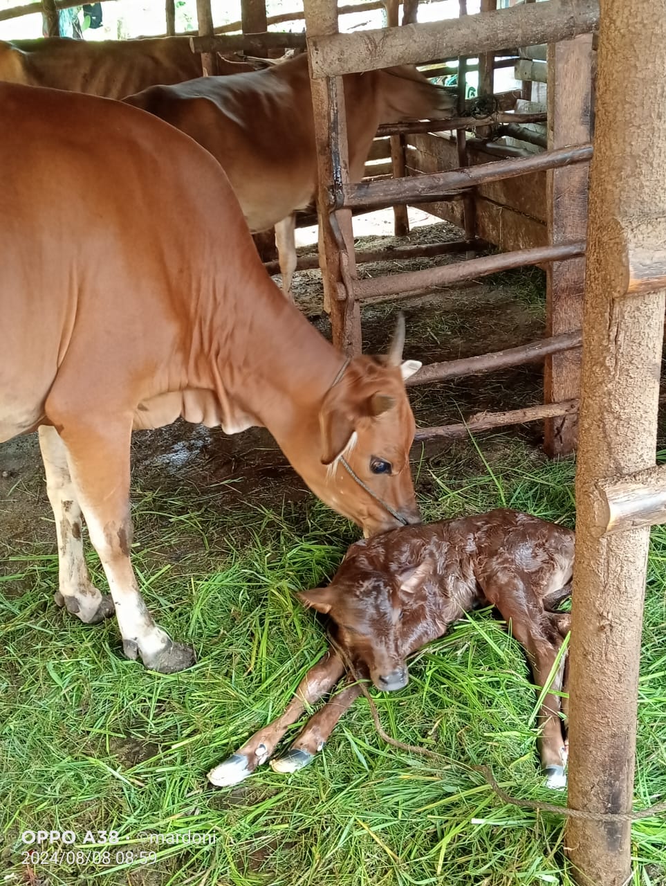 KELAHIRAN SAPI DENGAN METODE PERKAWINAN INSEMINASI BUATAN