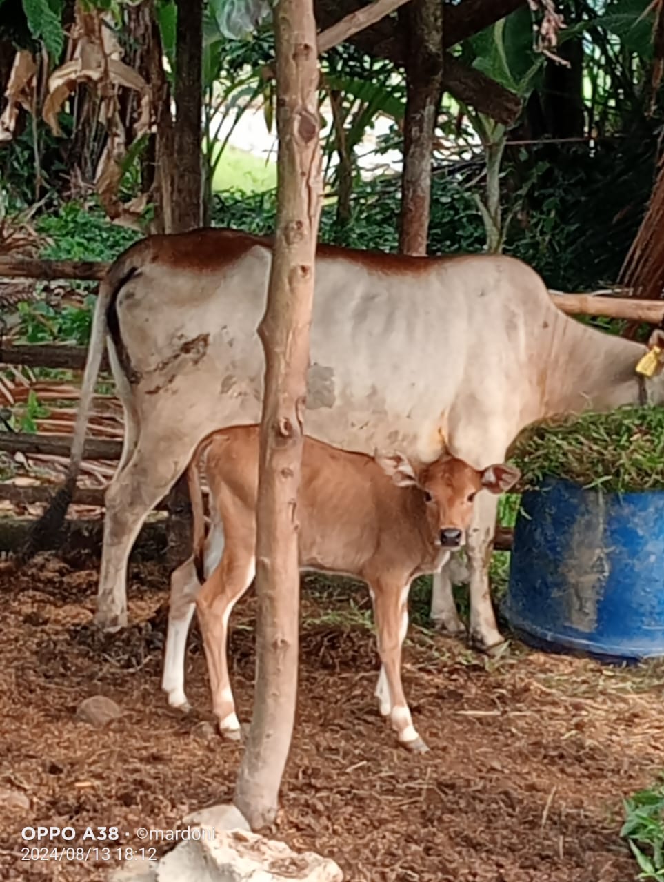 KELAHIRAN SAPI DENGAN METODE PERKAWINAN INSEMINASI BUATAN