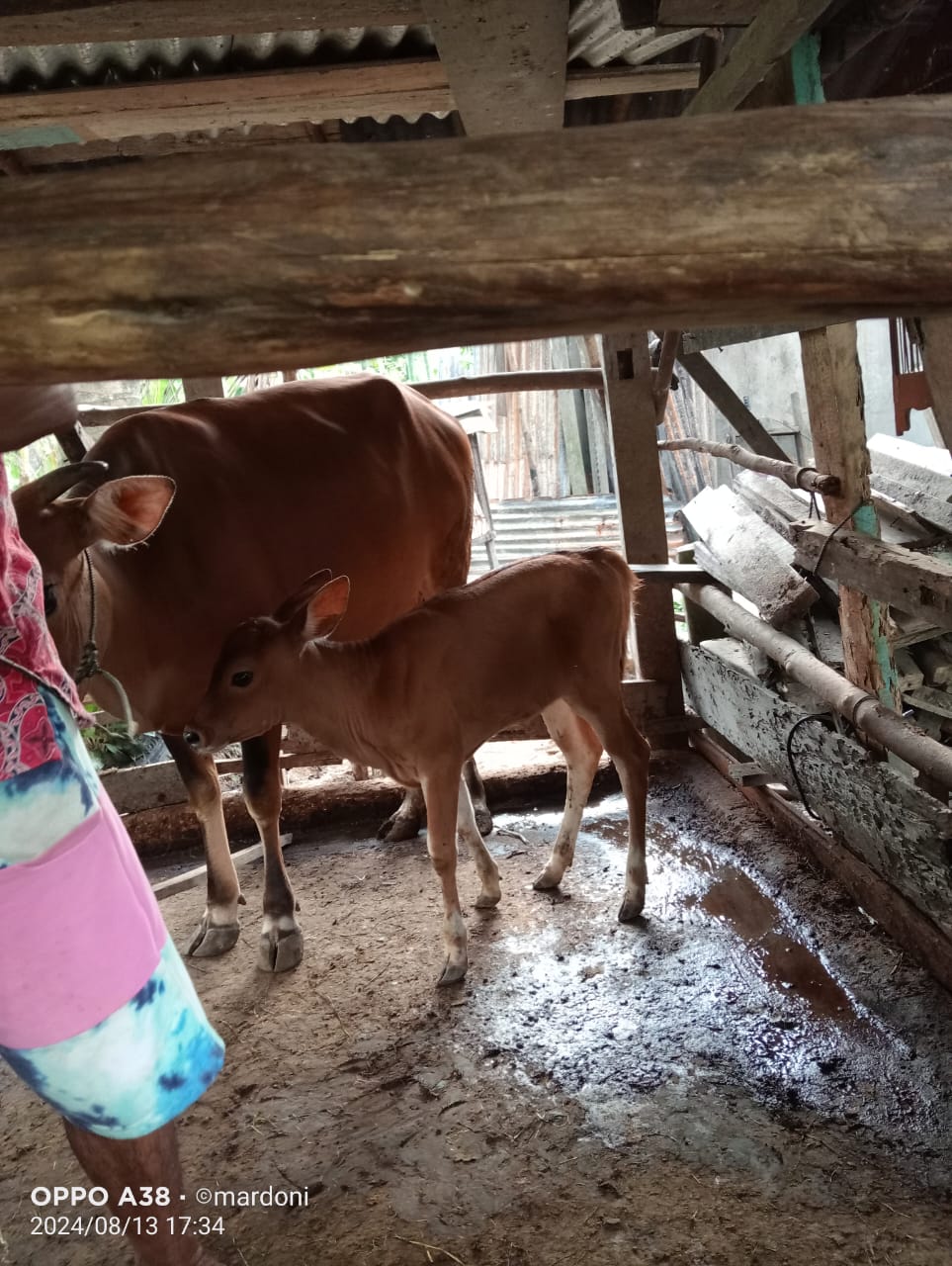 KELAHIRAN SAPI DENGAN METODE PERKAWINAN INSEMINASI BUATAN