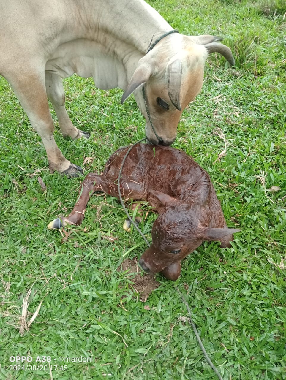 KELAHIRAN SAPI DENGAN METODE PERKAWINAN INSEMINASI BUATAN