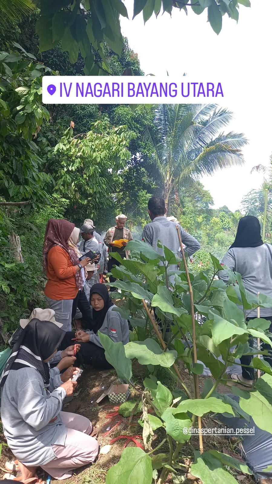 TPH-PERTEMUAN SL PHT CABE MERAH DI KECAMATAN BAYANG UTARA