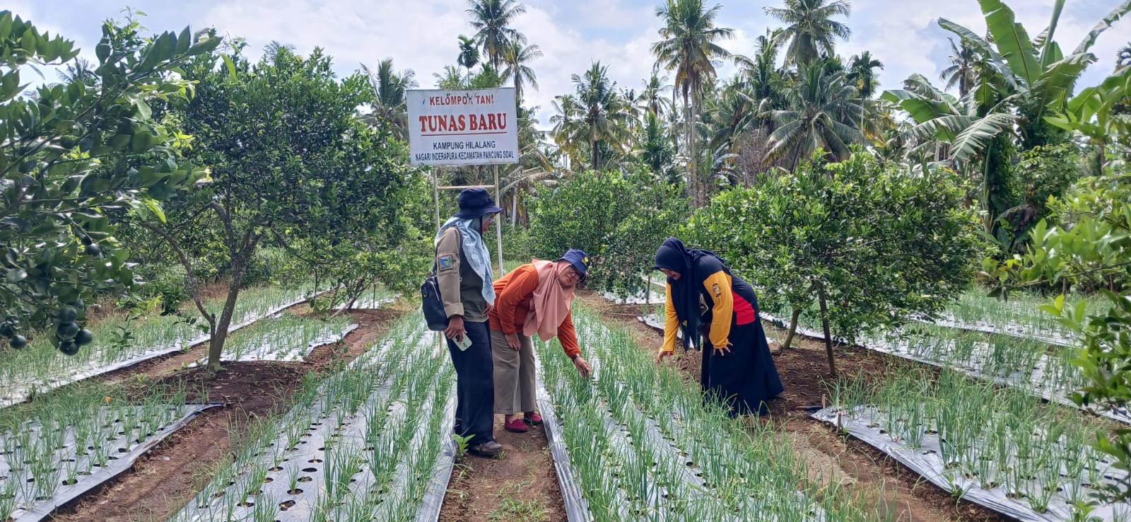 TPH-PEMBINAAN DEMPLOT KELTAN TUNAS BARU SL GAP BAWANG MERAH DI PANCUNG SOAL