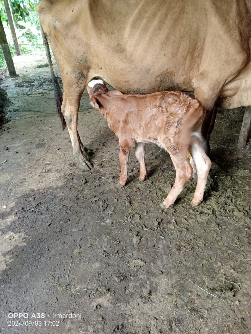 KELAHIRAN SAPI DENGAN METODE PERKAWINAN INSEMINASI BUATAN