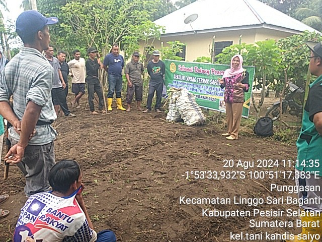 Sekolah Lapang Peternakan Kelompok Tani Kandis Saiyo Nagari Punggasan Kec. Linggo Sari Baganti