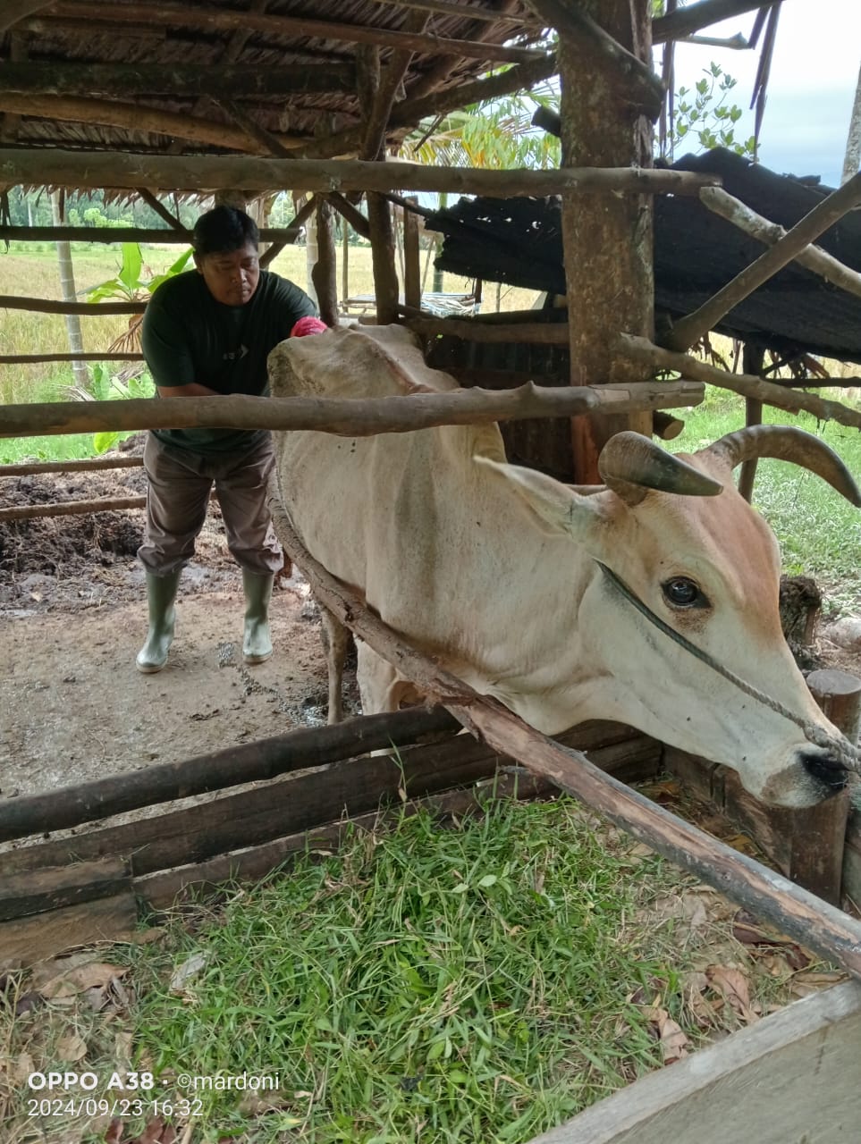 Inseminasi Buatan di Wilayah Puskeswan Painan