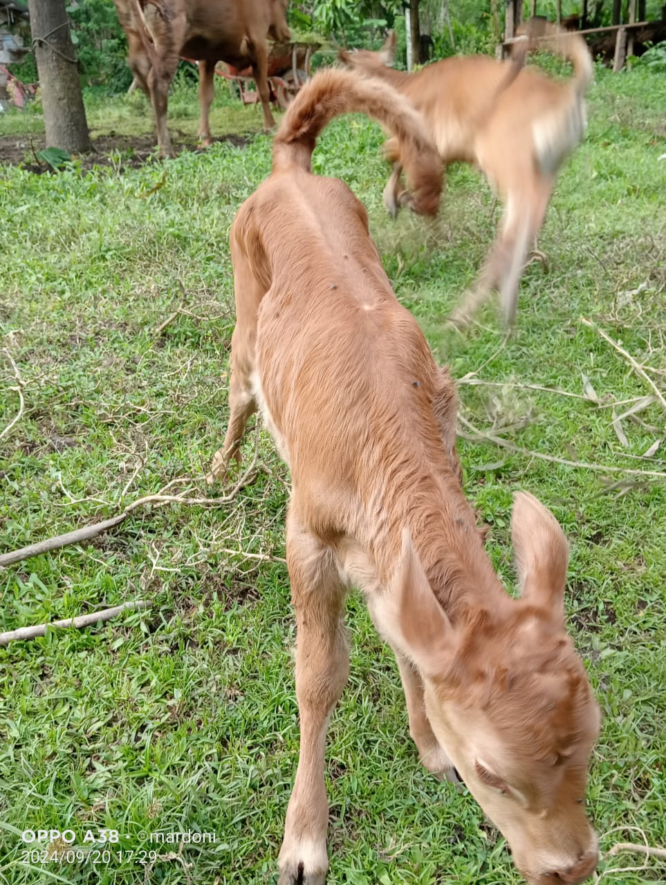 KELAHIRAN SAPI DENGAN METODE PERKAWINAN INSEMINASI BUATAN