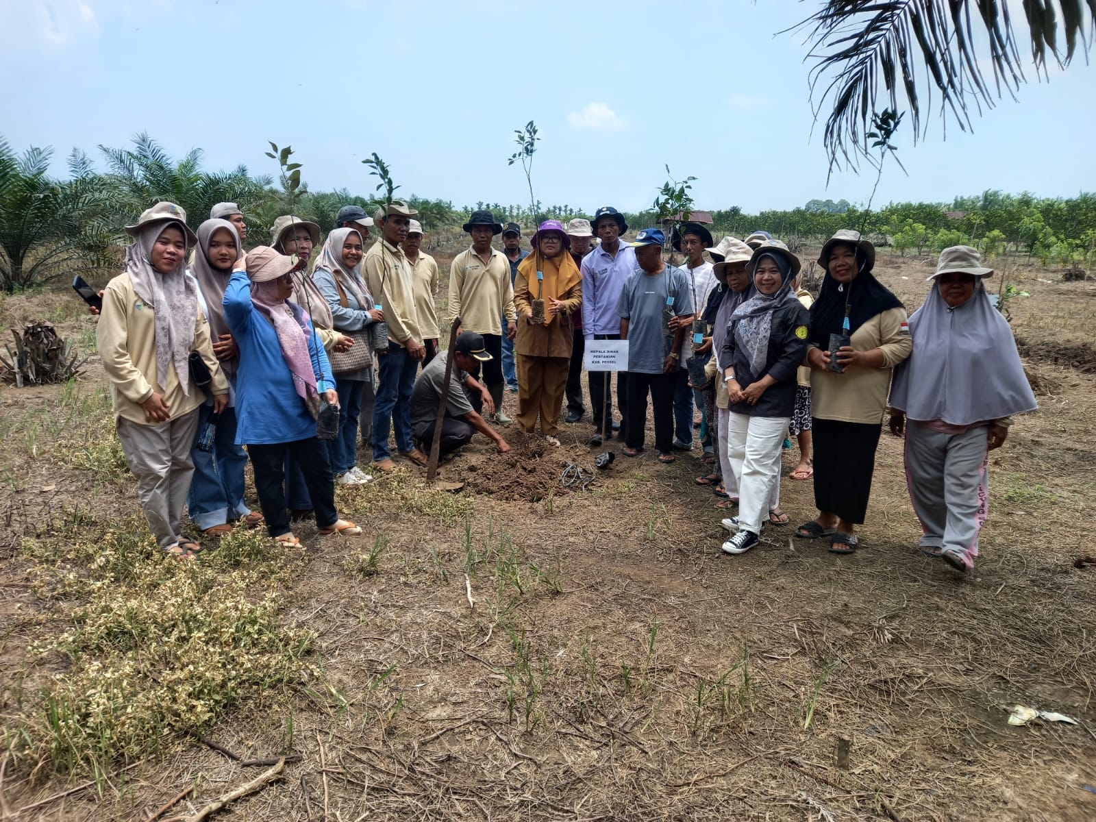 TPH-PENUTUPAN SL-PHT JERUK DI KELTAN TANDIKEK SAIYO KEC. AIR PURA
