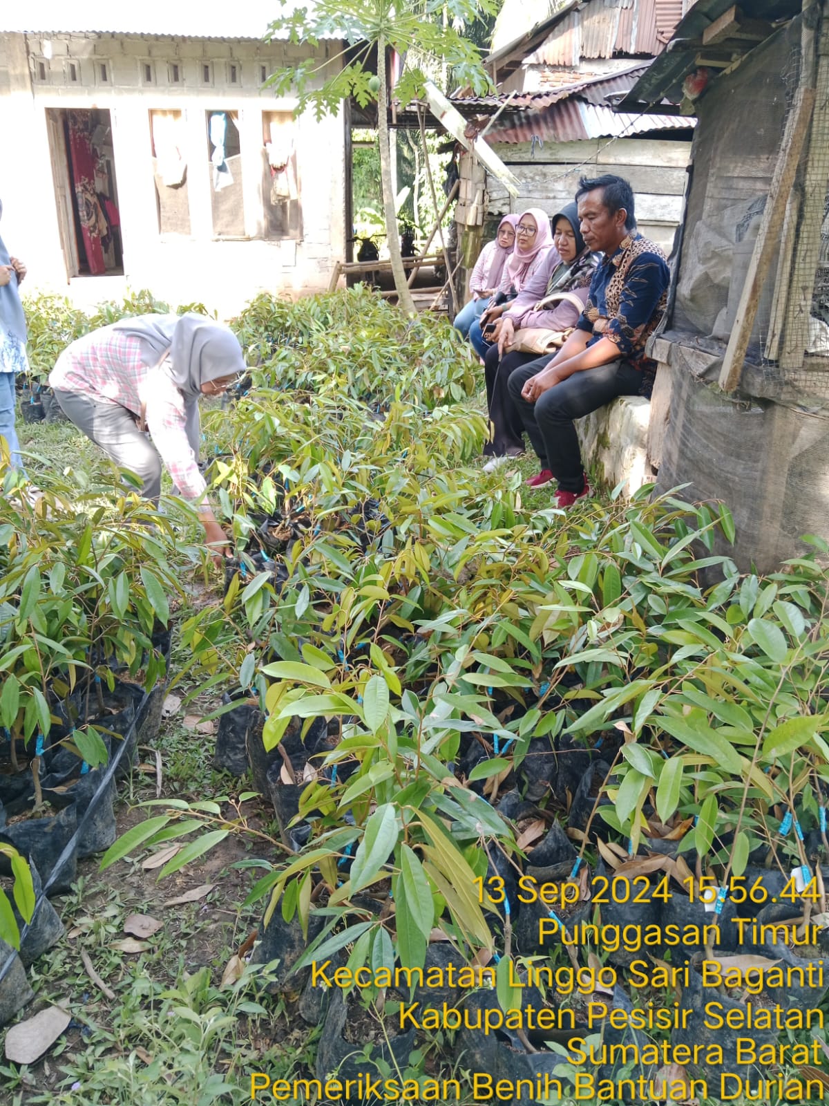 TPH-PEMERIKSAAN BIBIT DURIAN DI KECAMATAN LINGGO SARI BAGANTI