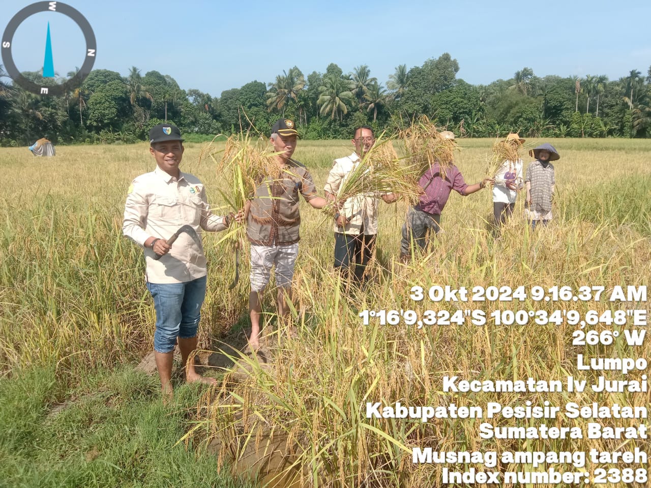Panen Raya Basawah Pokok Murah Teknologi Mulsa Tanpa Olah Tanah (MTOT) Nagari Sungai Gayo Lumpo 