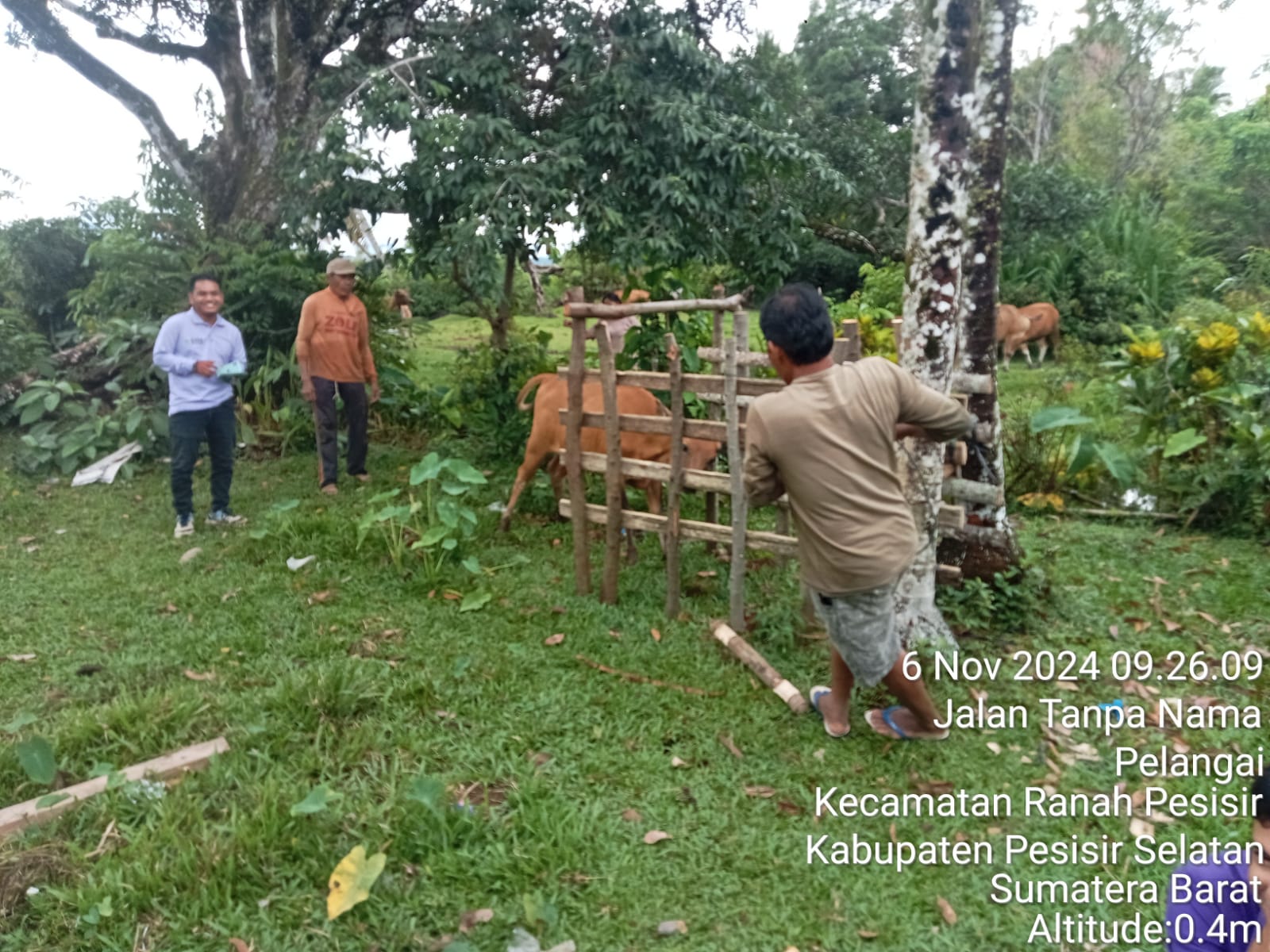 Vaksinasi Jembrana pada sapi Bali di Nagari Nyiur Melambai Pelangai Kecamatan Ranah Pesisir