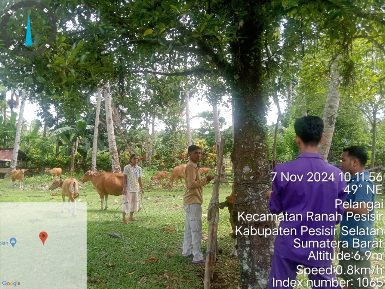 Vaksinasi Jembrana pada Sapi Bali di Nagari Nyiur Melambai Kecamatan Ranah Pesisir