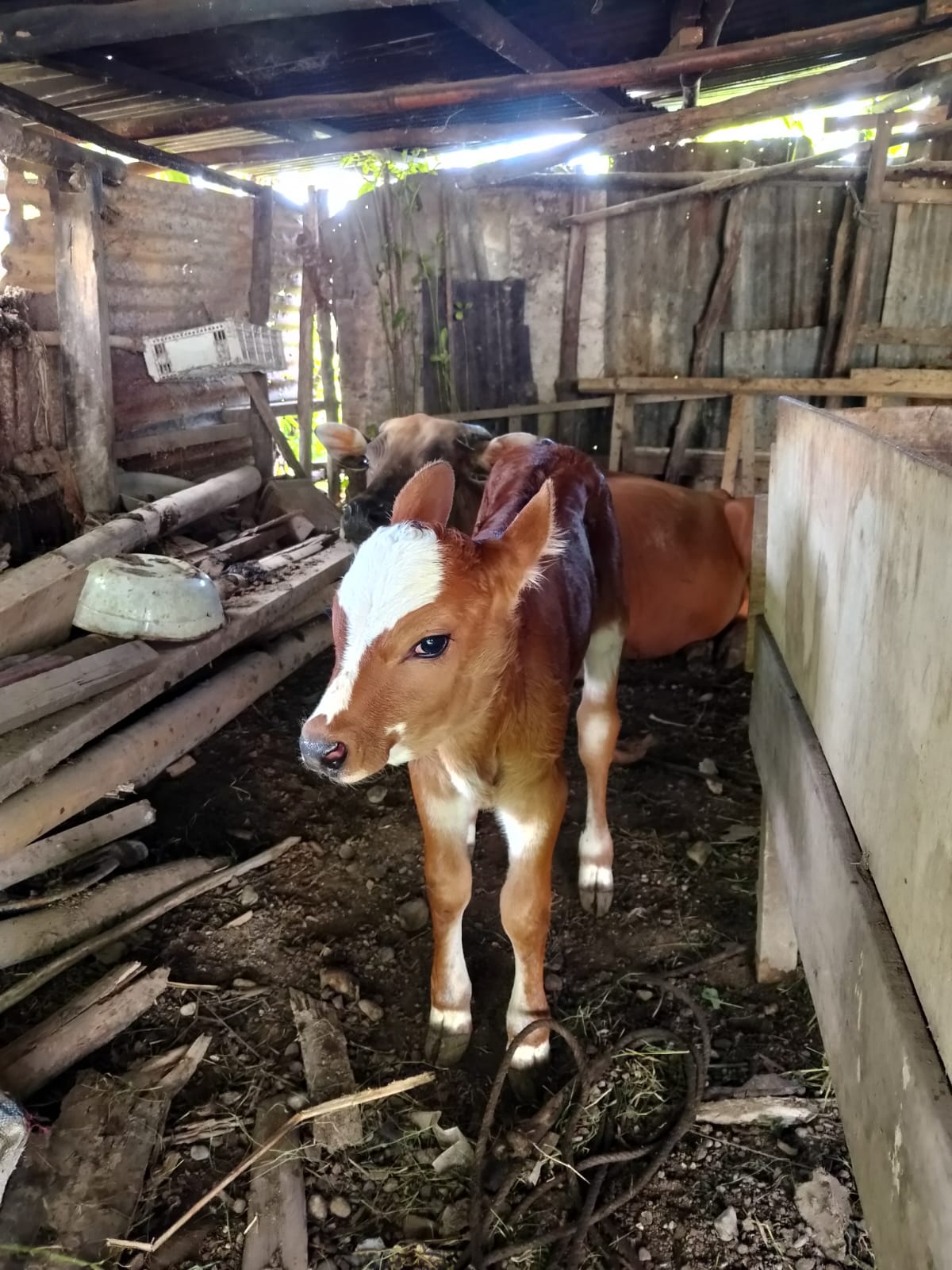 Kelahiran Sapi dengan Metode Inseminasi Butan (IB) di Nagari Limau Sundai Kecamatan Batang Kapas