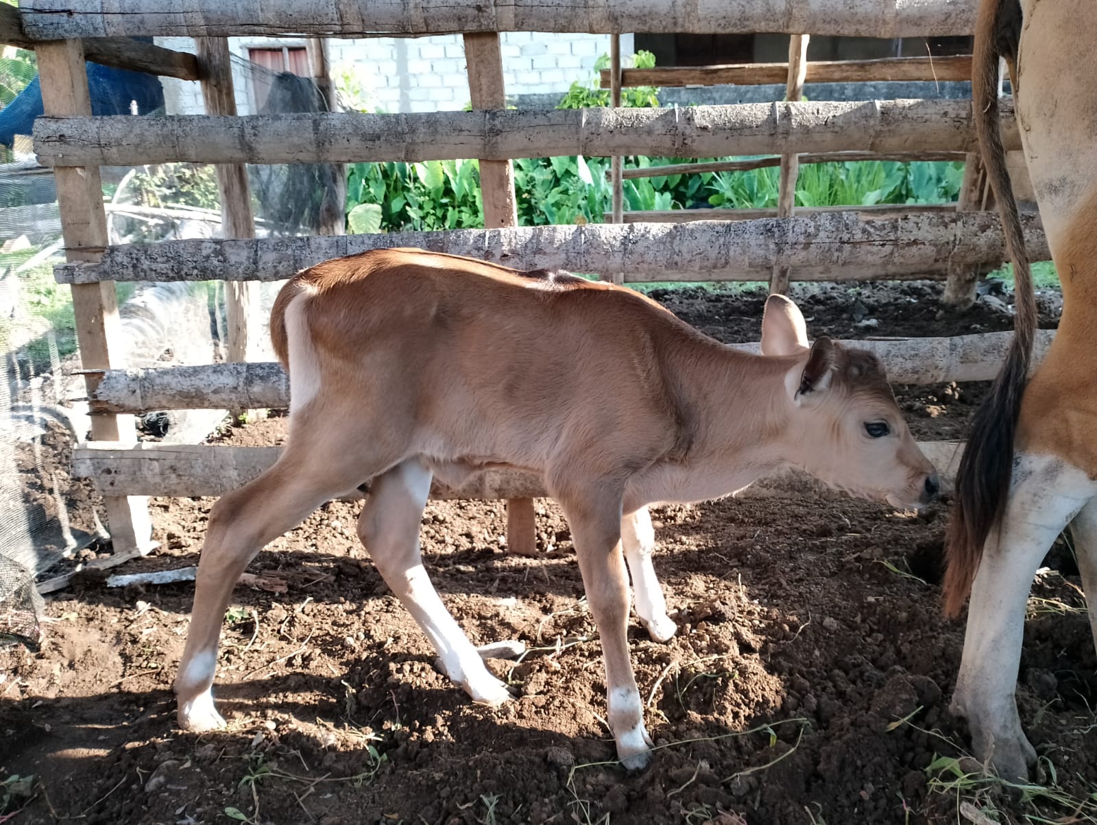 Kelahiran Sapi dengan Metode Inseminasi Butan (IB) di Nagari Koto Tuo, Nagari IV Koto Hilie. Kecamat