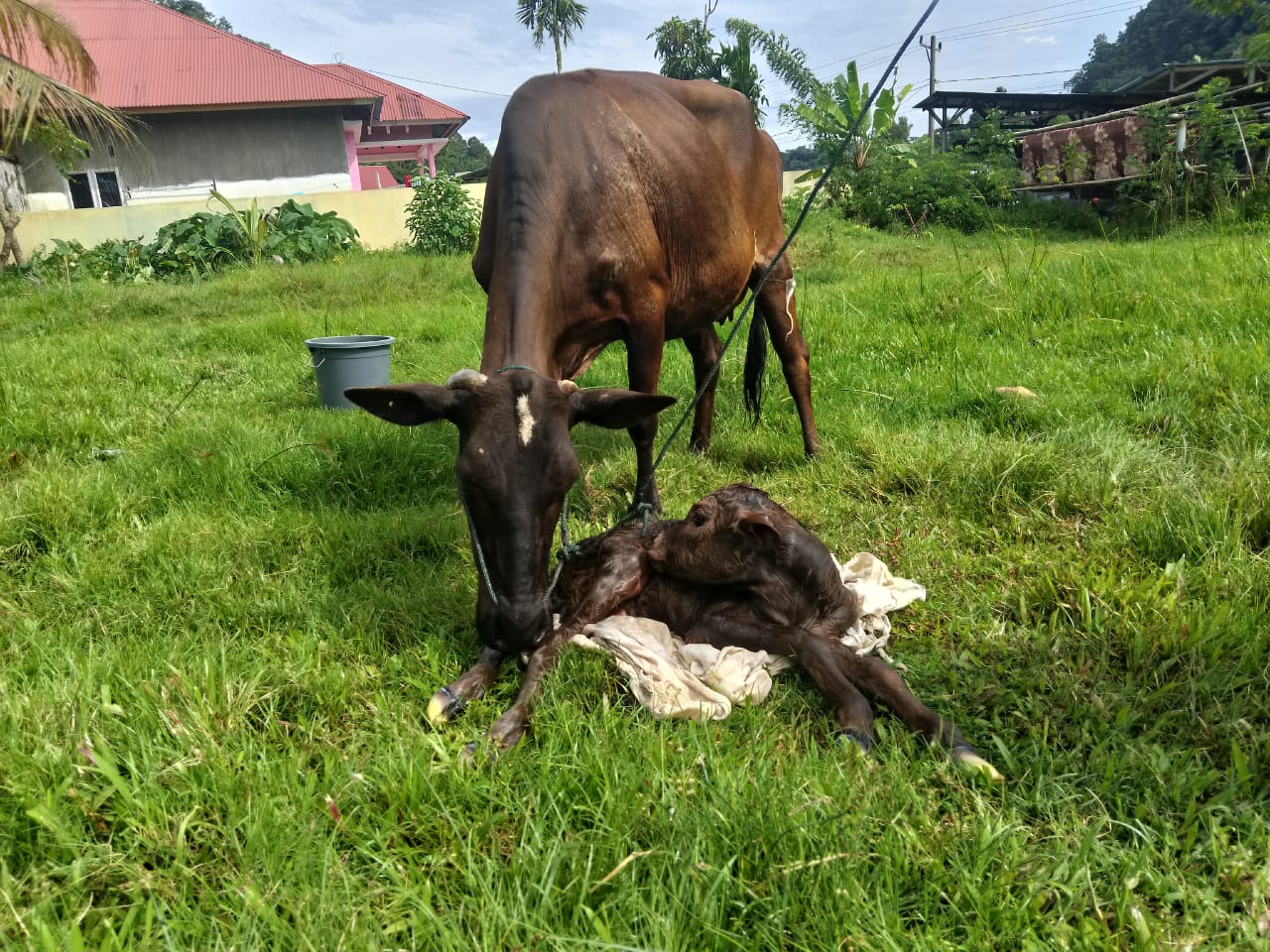 Kelahiran Sapi Betina Brahman di Kenagarian IV Koto Hilie Pasar Kuok Batang Kapas