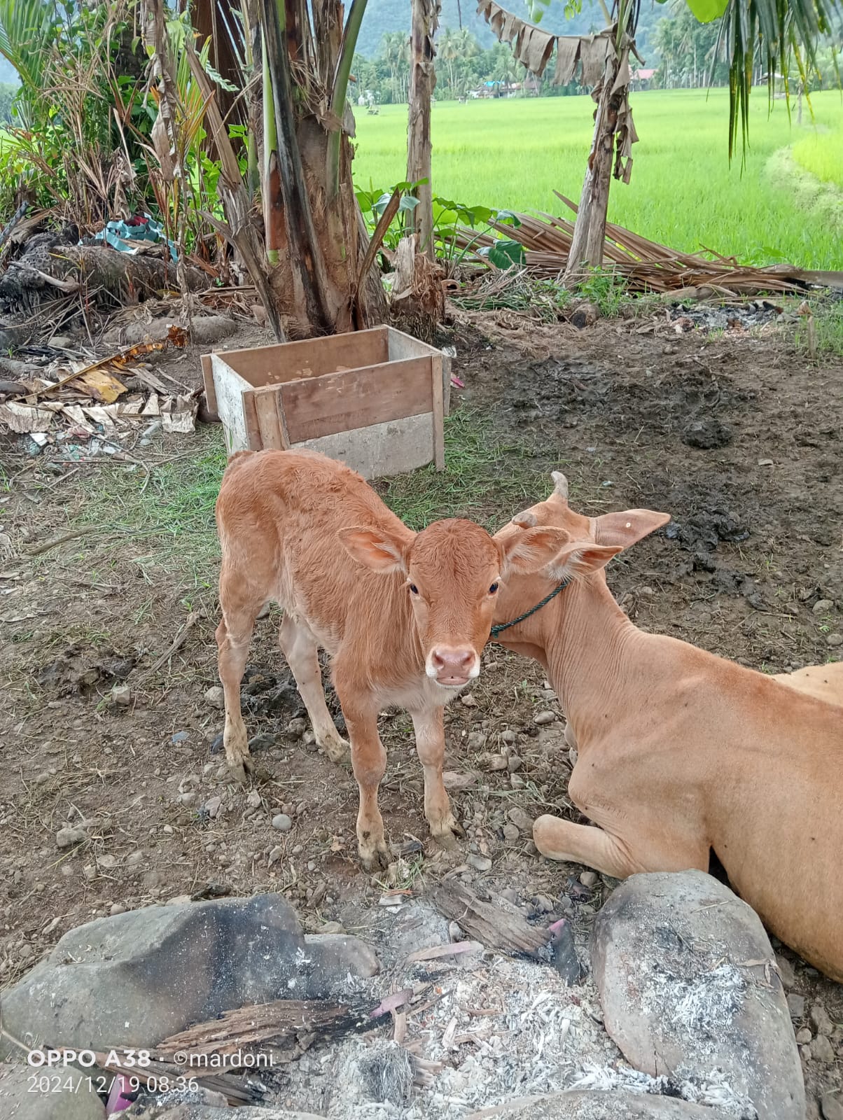 Kelahiran Sapi Limousin Di Kenagarian Ampang Tareh Lumpo melalui Inseminasi Buatan