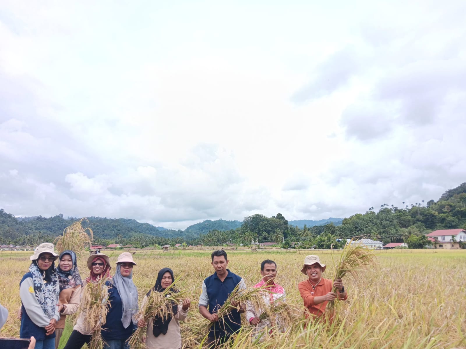 TEKNOLOGI MTOT / BASAWAH POKOK MURAH DEMPLOT PENYULUH RANAH PESISIR PANEN BERSAMA