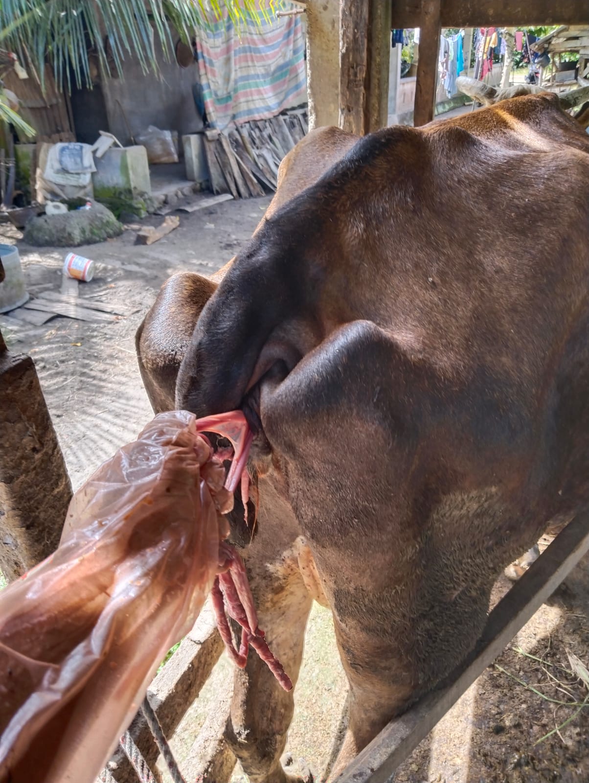 Petugas Paramedik Bantu Pengeluaran Plasenta Sapi Simental Milik Warga Kampung Baru Sago