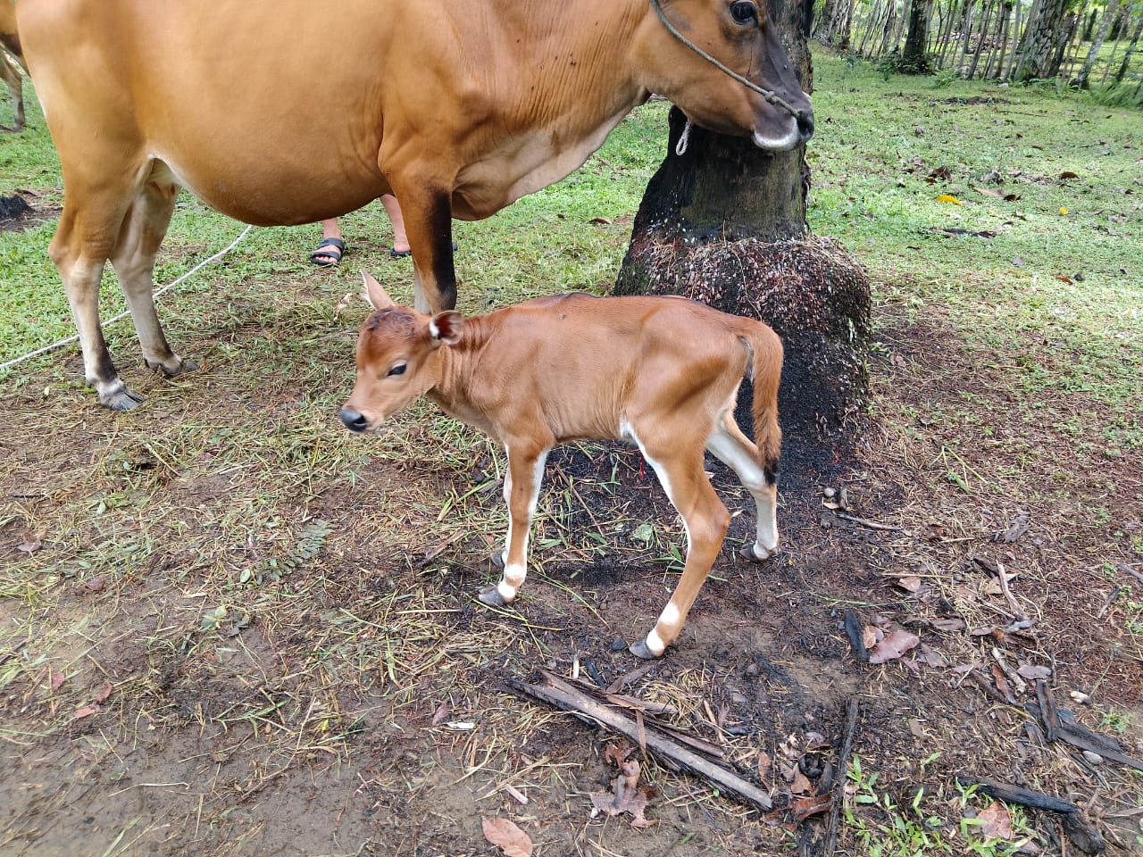 Kelahiran Sapi Bali Betina di Sungai Pampan, Koto Nan Tigo, Dibantu Inseminator Jaka Alwis Mustia