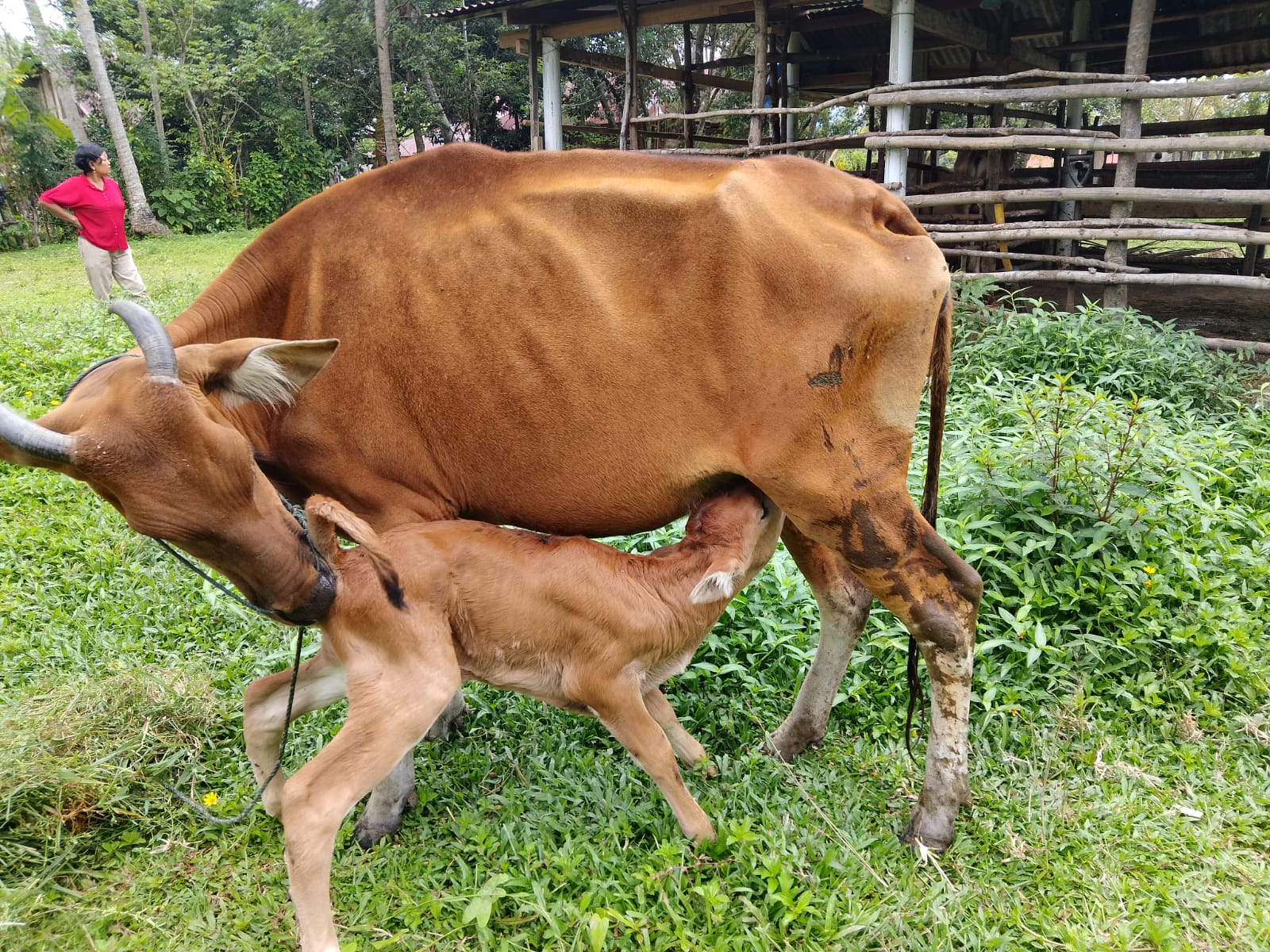Kelahiran Sapi Limousin Betina di Gurun Panjang, Batang Kapas di Bantu Oleh Inseminator Jaka Alwis M