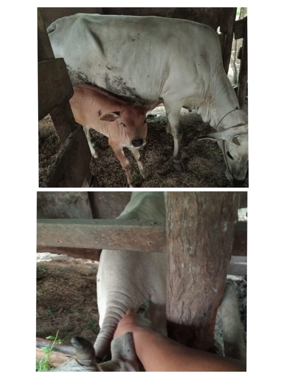 Pelayanan Kesehatan Hewan di Kenagarian Limau Gadang Lumpo: Pemberian Vitamin untuk Sapi Pascamelahi