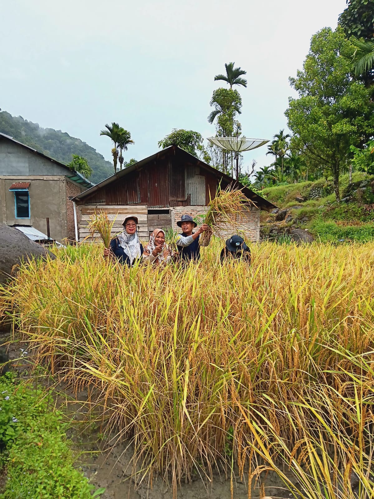 DEMPLOT PENYULUH MTOT (BASAWAH POKOK MURAH) KECAMATAN IV NAGARI BAYANG UTARA PANEN BERSAMA