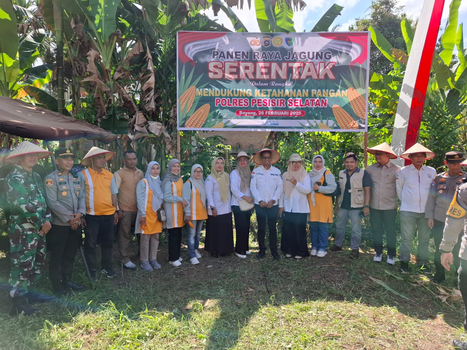 Panen Raya Jagung Serentak Tahap I bersama Kapolres Pessel Kadis Pertanian Perkopinca dan PPL sekeca
