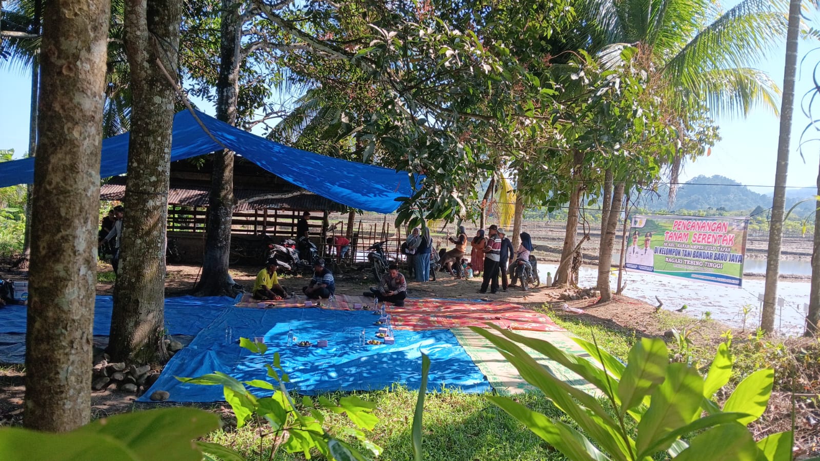 Gerakan Tanam Padi Serentak di Kelompok Tani Bandar Baru Jaya Nagari Tebing Tinggi Tapan