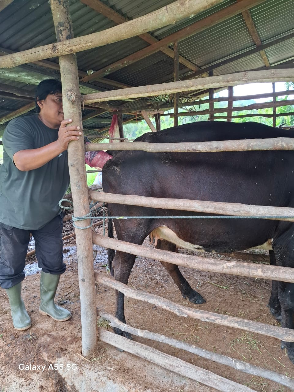 PEMERIKSAAN SAPI BUNTING DIKENAGARIAN LIMAU GADANG LUMPO 