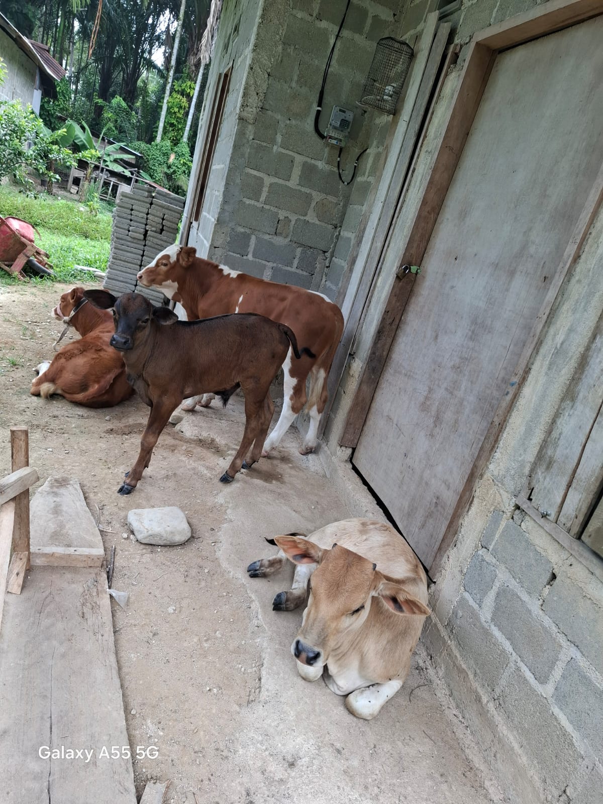 Kelahiran Sapi Jantan Simental di Batu Kunik  Lumpo Tanggal 13 Oktober 2025, Hasil Inseminasi Buatan
