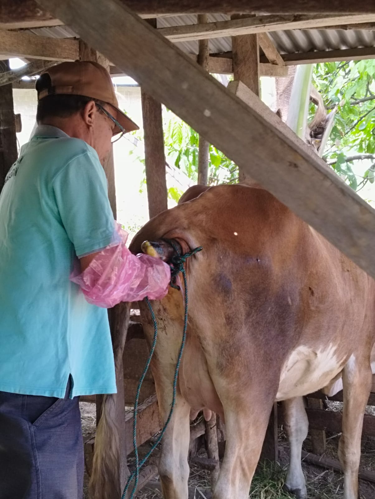 Kasus Distokia pada Sapi di Nagari Kampung Baru Sago