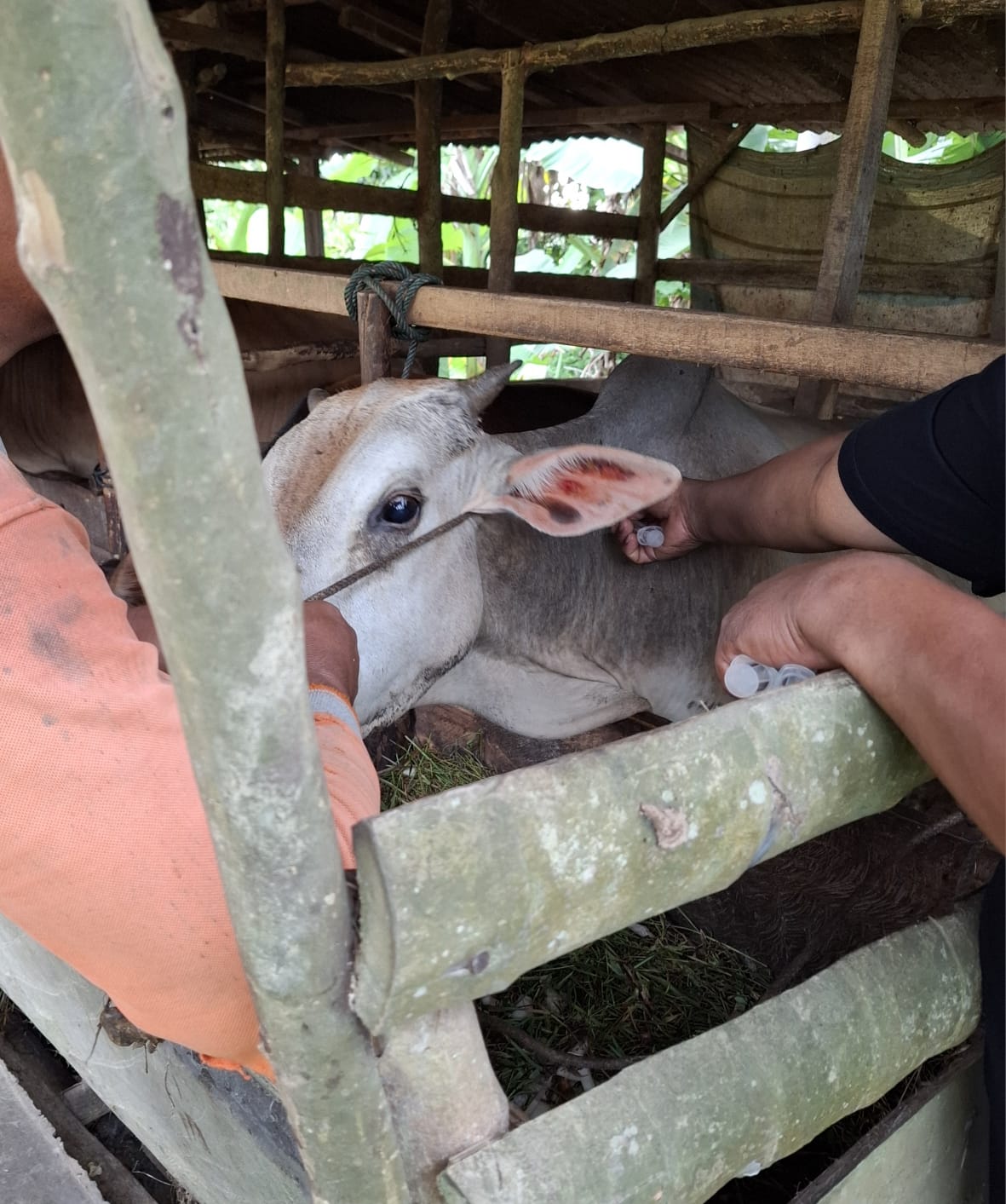 Pelayanan Pemberian Vitamin dan Obat Cacing pada Sapi Jantan Lokal di Nagari Sungai Gayo Lumpo