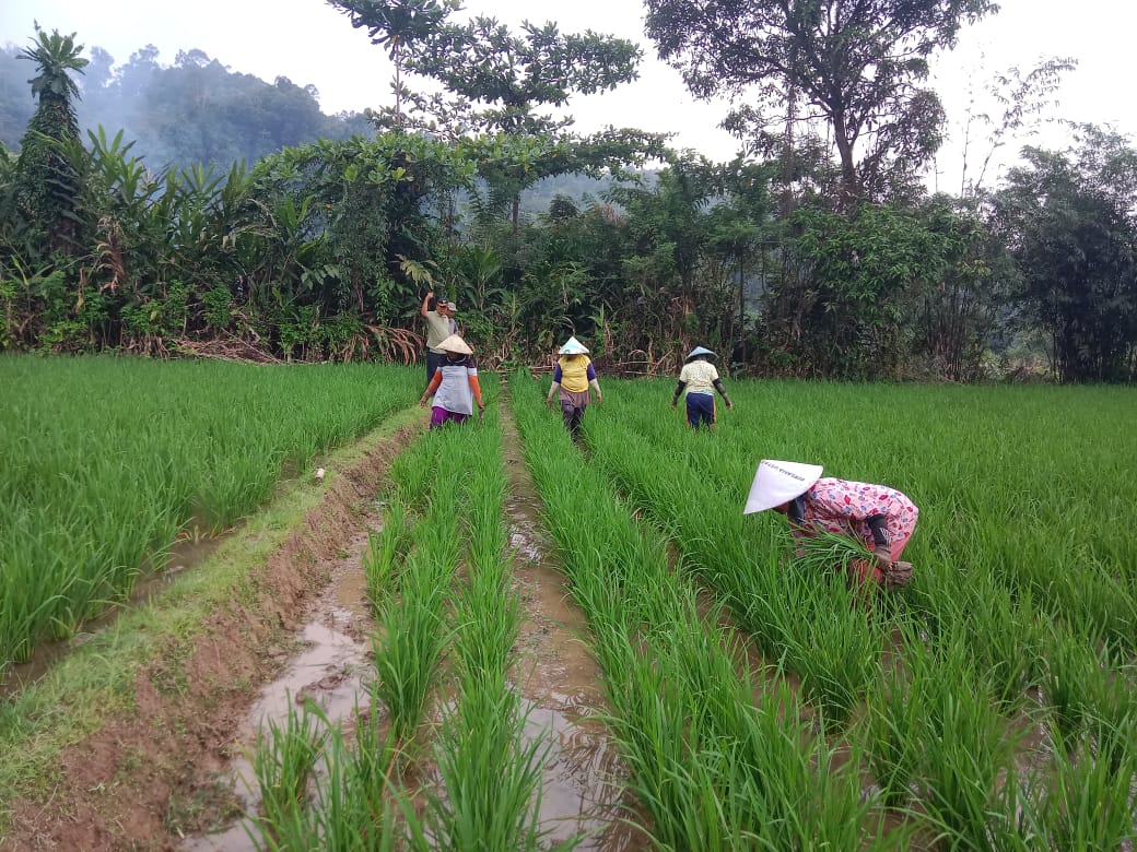 PENYIANGAN TANAMAN PADI SAWAH