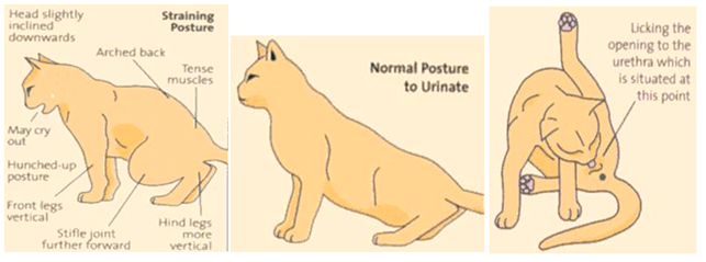 Mengenal Lebih Dekat Kasus FLUTD pada Kucing: Penyebab, Gejala, dan Pengelolaan