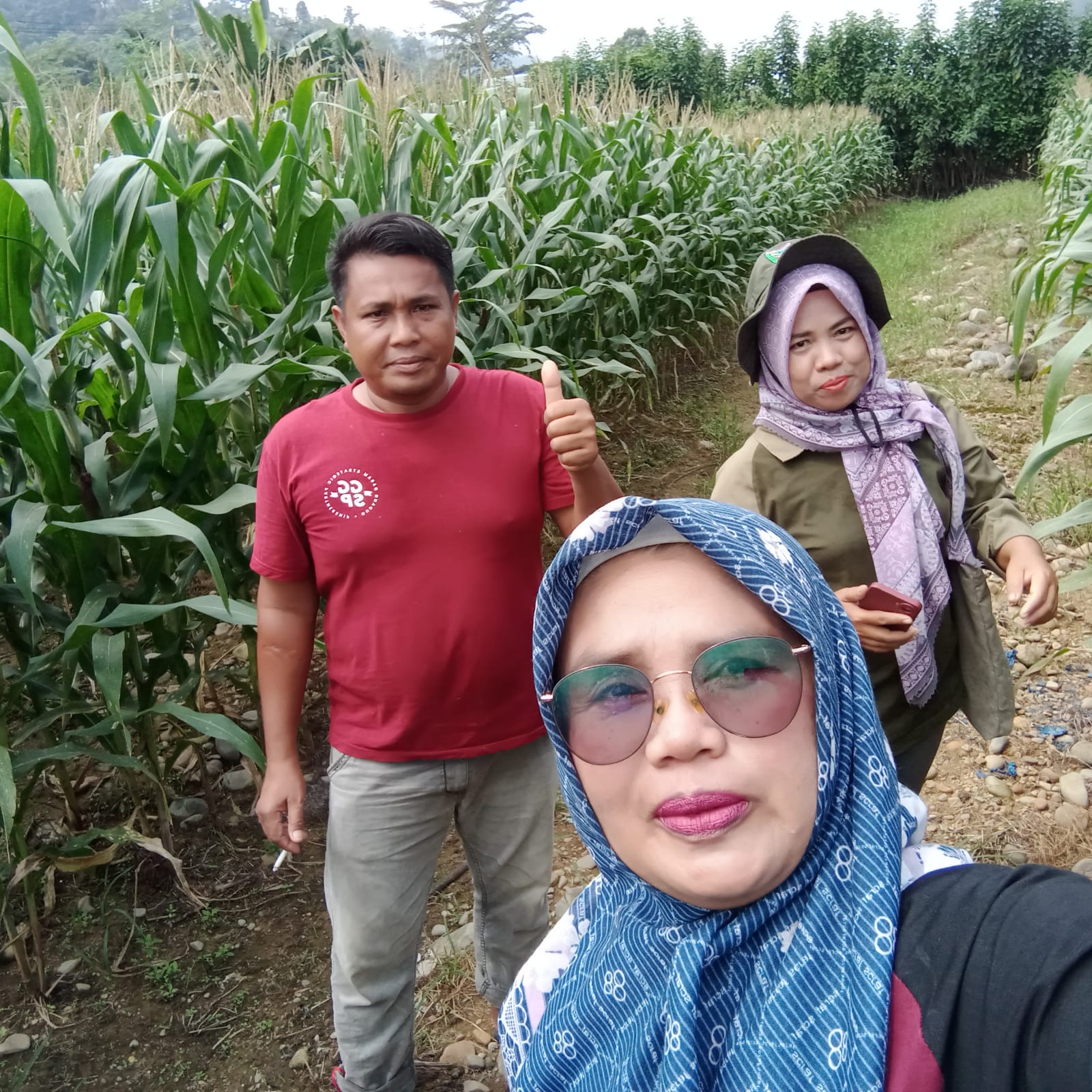 PENGAMATAN TANAMAN JAGUNG PENYAKIT BULAI KELOMPOK TANI LUBUK JABUNG